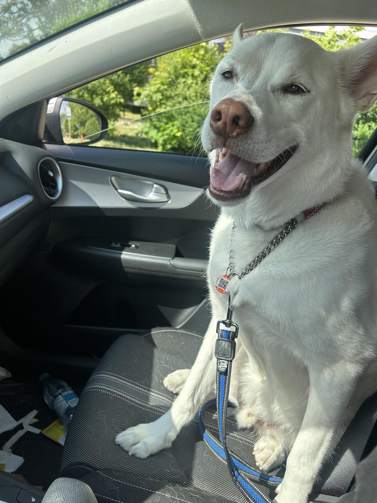 Happy dog on a leash during a dog walk in Toronto with Walk with Claire, trusted pet care in Hamilton and the GTA.