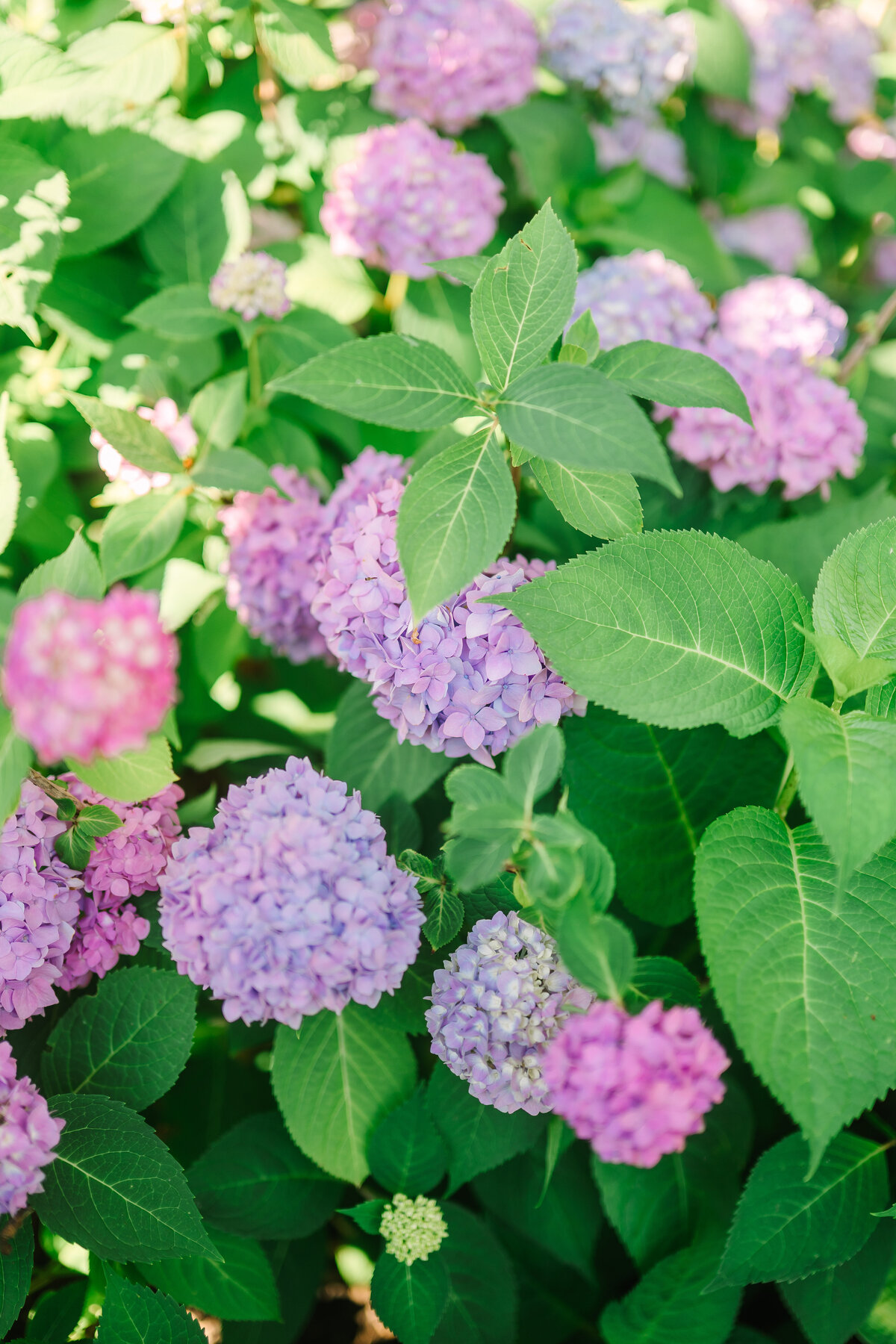 beautiful purple hydrangeas in bloom in the front gardens of the modern farmhouse overnight accommodation at Willowbrook wedding venue