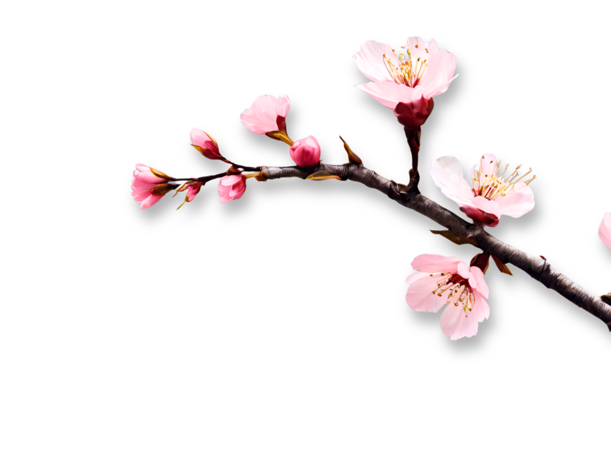 Cherry Blossom Branch