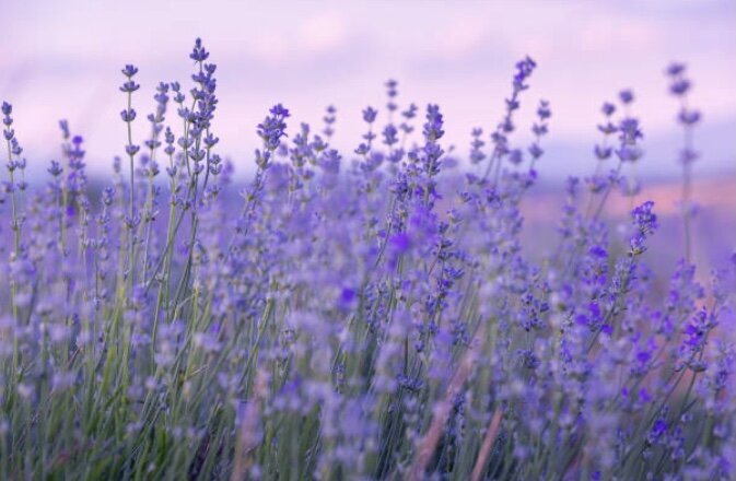lavender