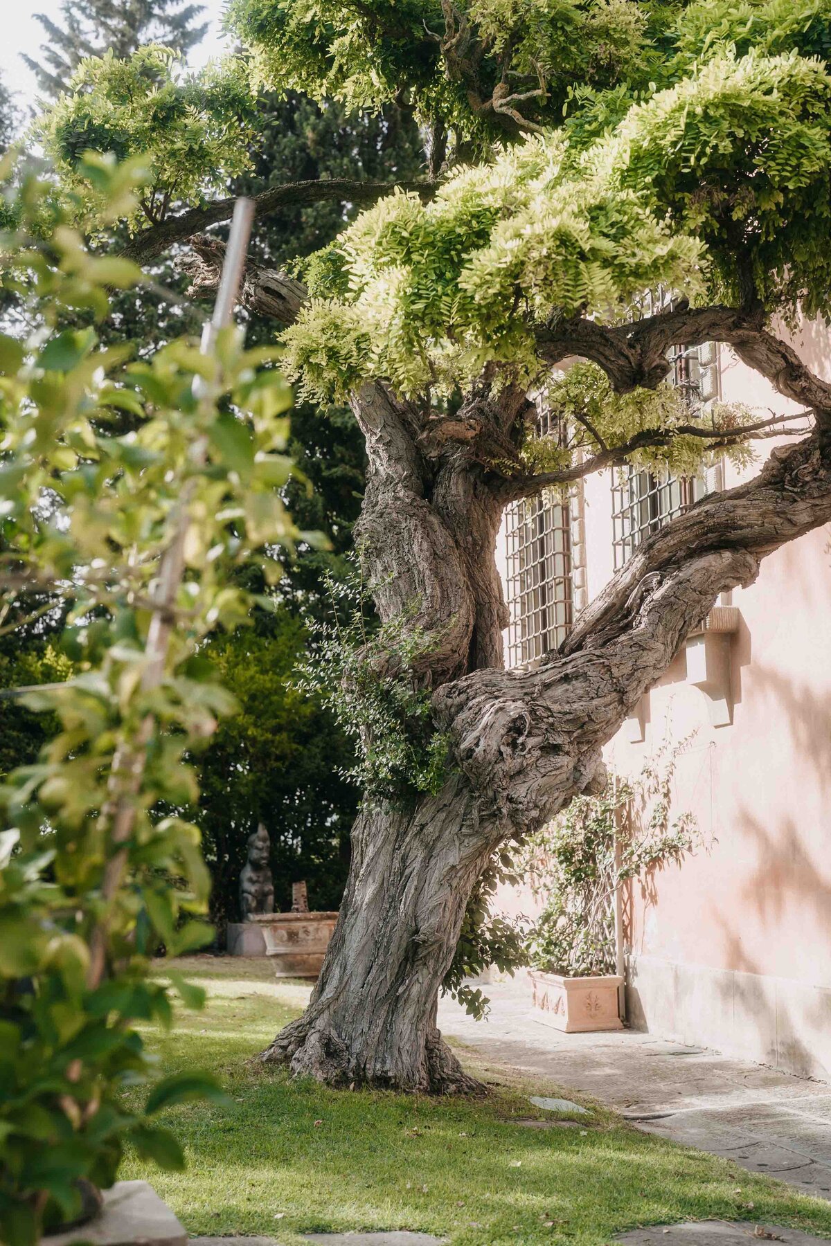 villa mangiacane tree detail in the garden