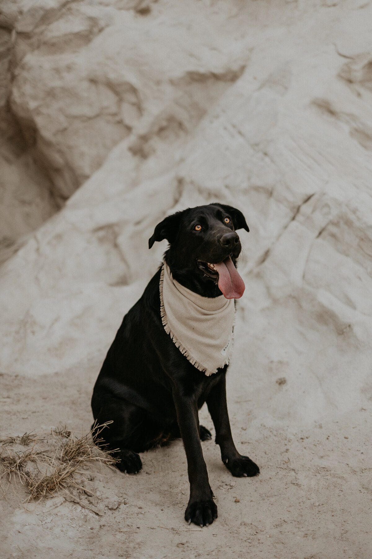 san-ysidro-new-mexico-engagement-photoshoot-with-dog-21