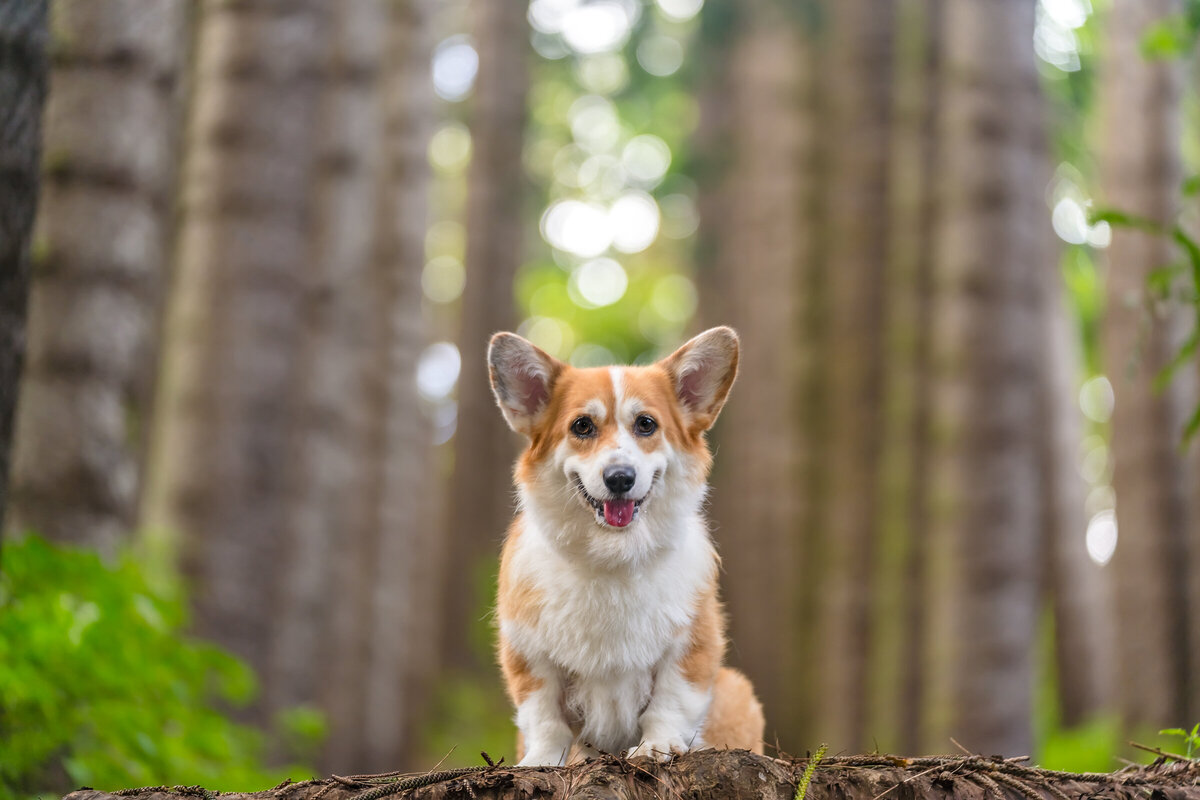 Hawaii Senior Dog Photography-30