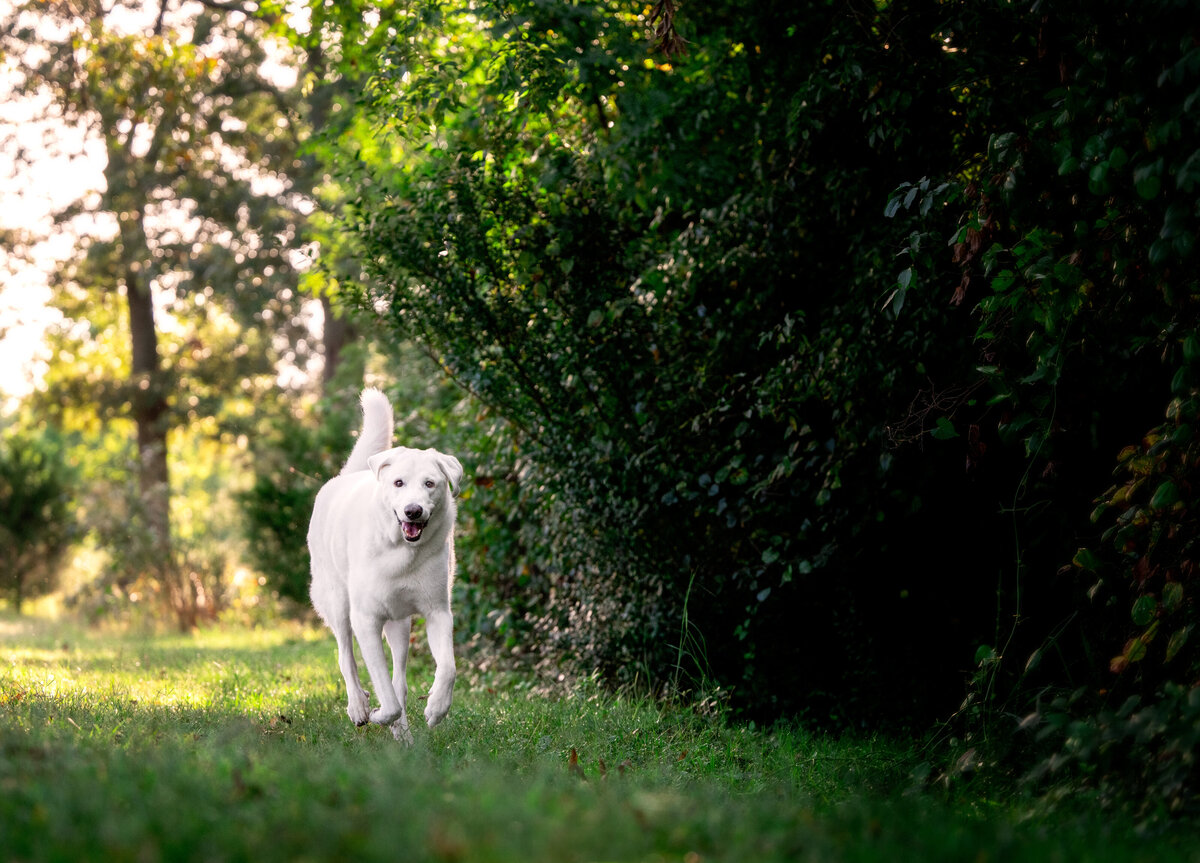 Revelaire Maryland Dog Photography Cl5