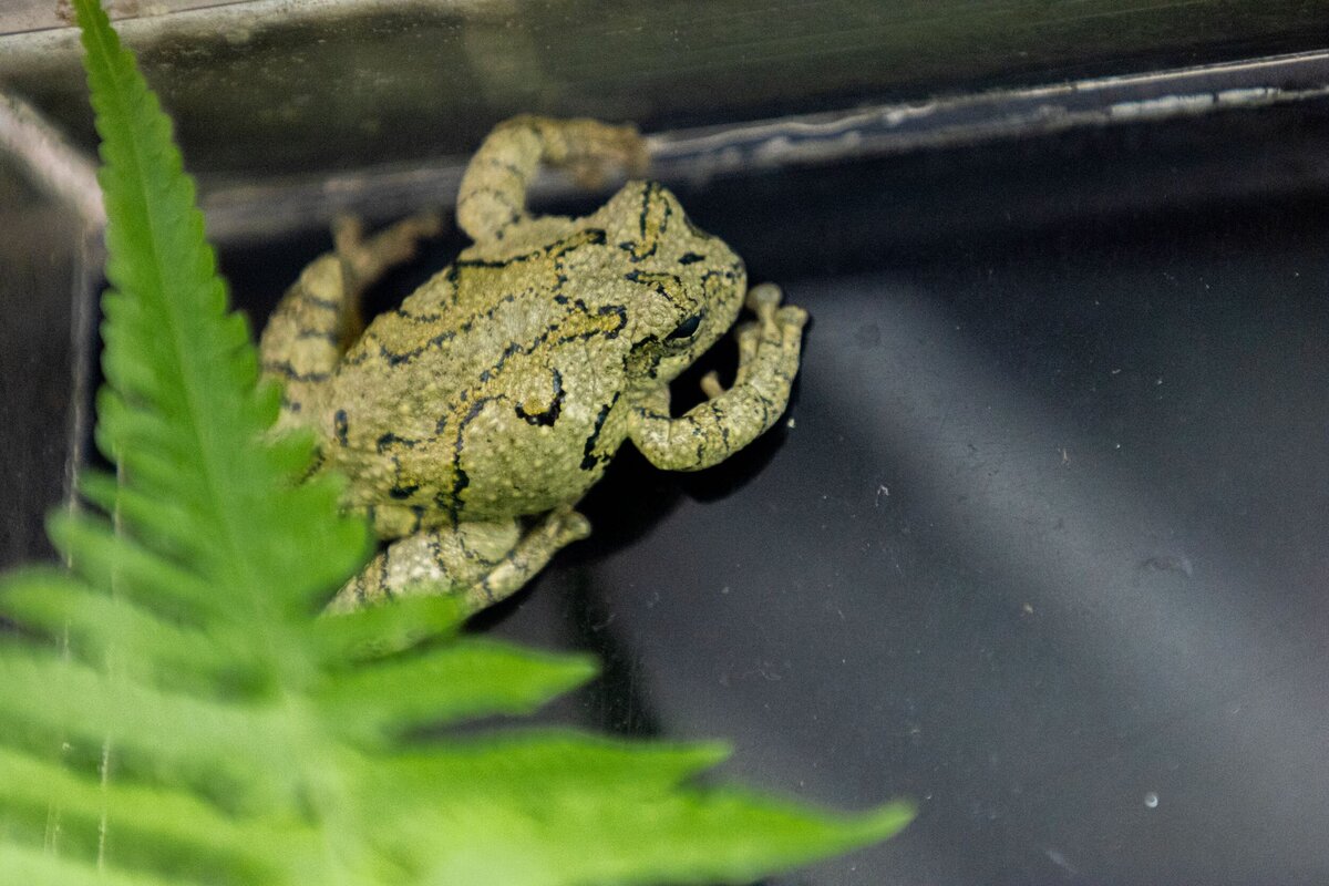 frog-b4939142-2500