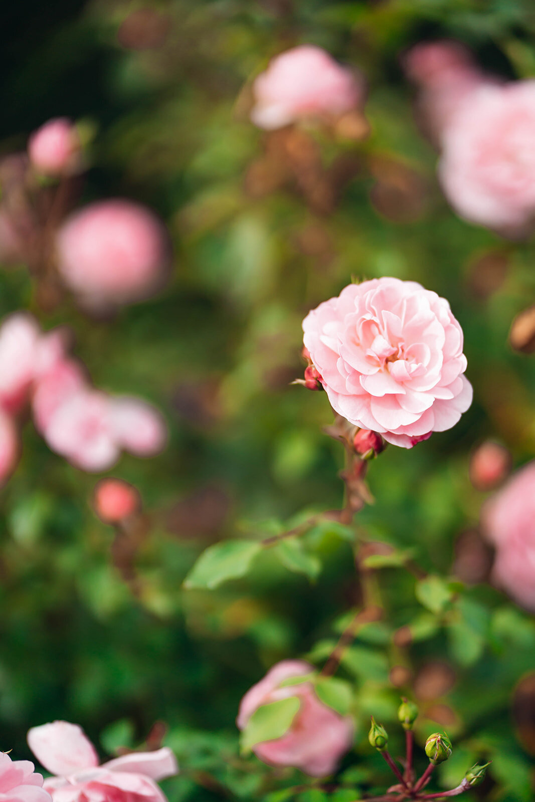 Manny_Bal_EmilyCollettPhotography0002