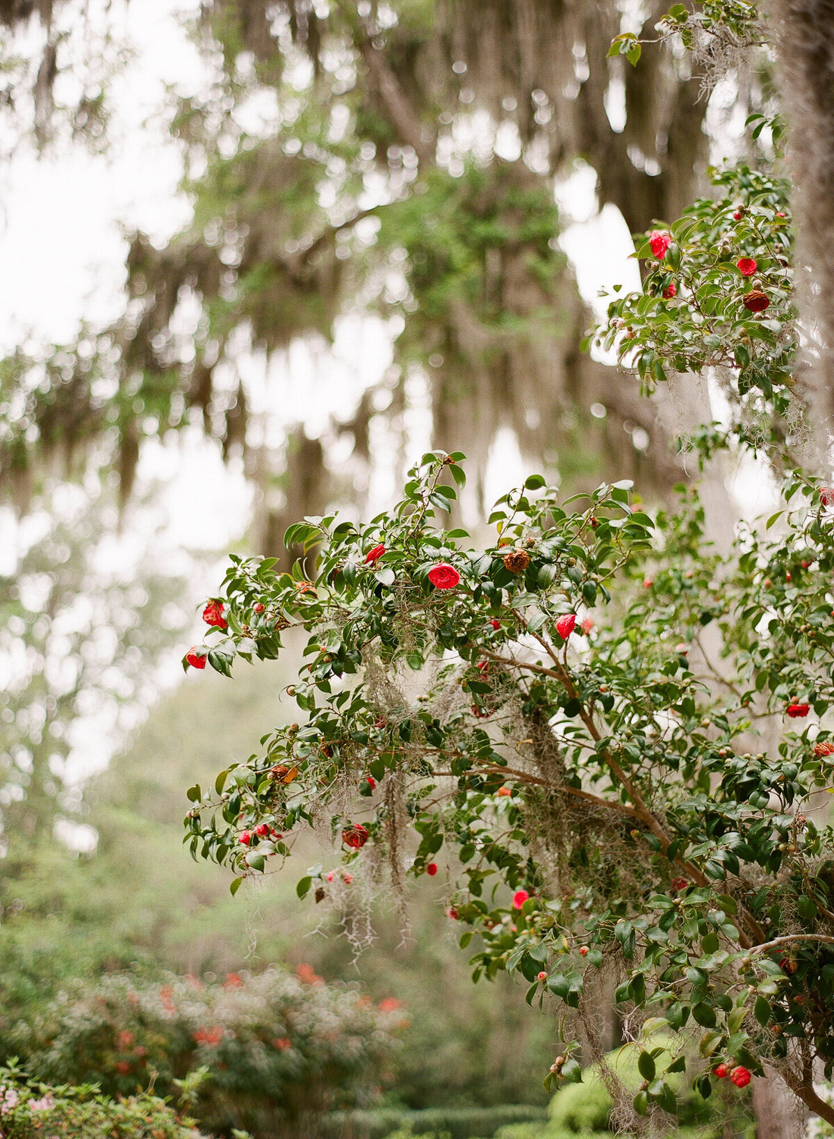 TravelWeddingPhotographer-Sea-Island-Georgia-180