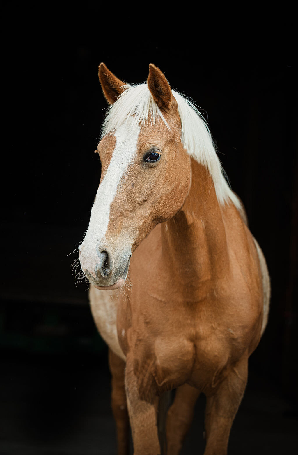 20230605_kya-photography-equestrian-photographer_0015