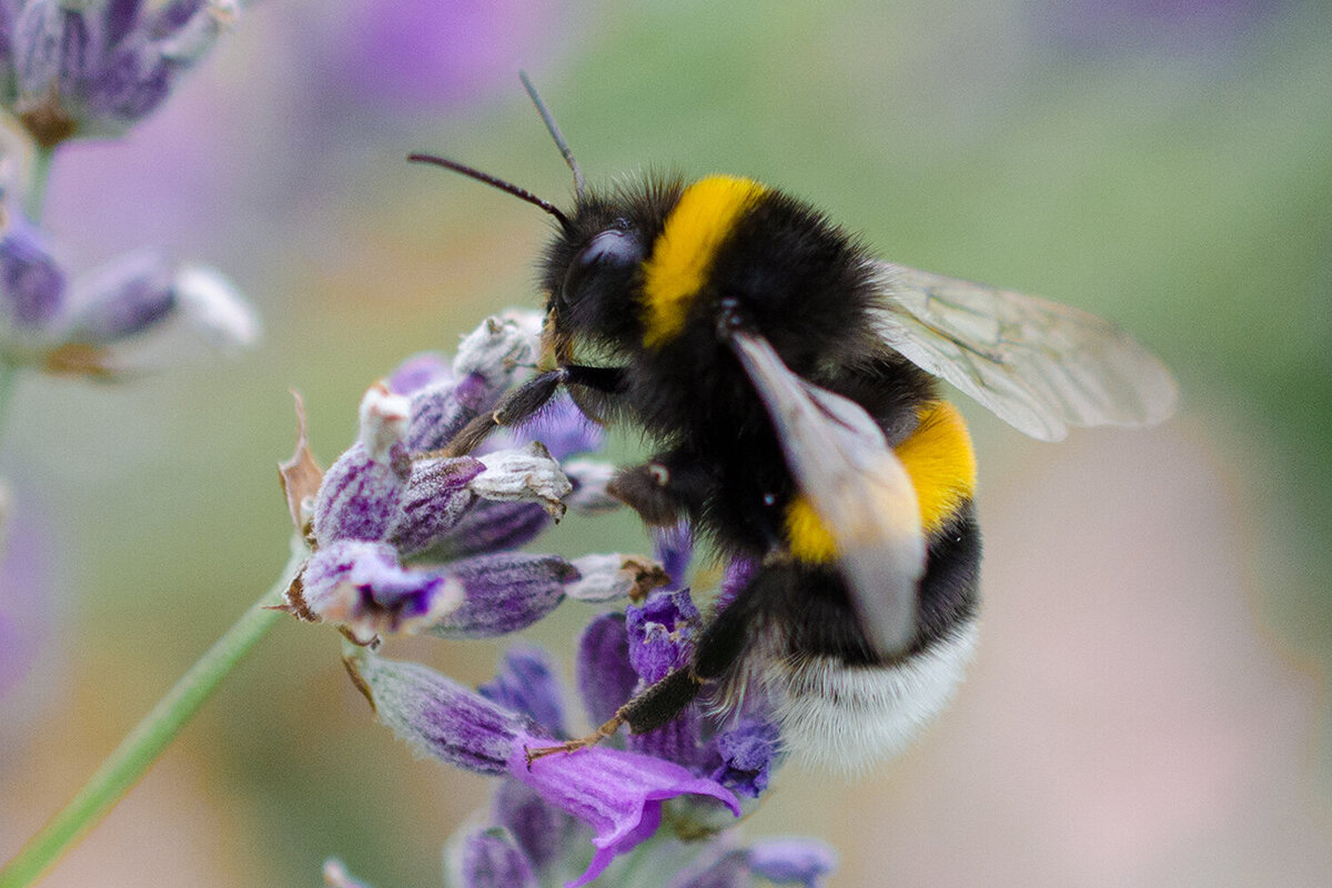 Hummel 3 - Stephanie Diallo Photography JPG
