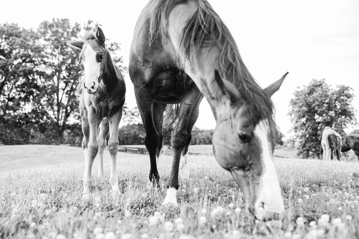 Saratoga-horse-photographer-371