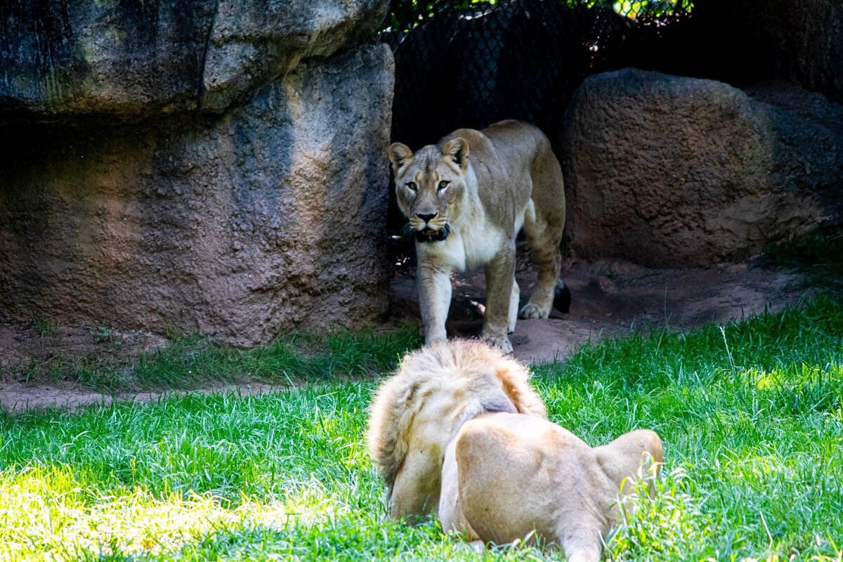 North_Carolina_Zoo_358-74116553-2500