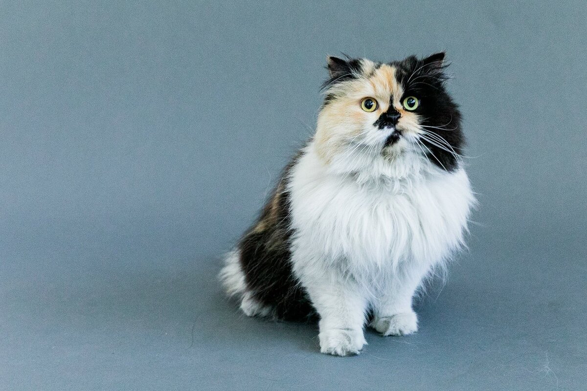 San Francisco pet photography