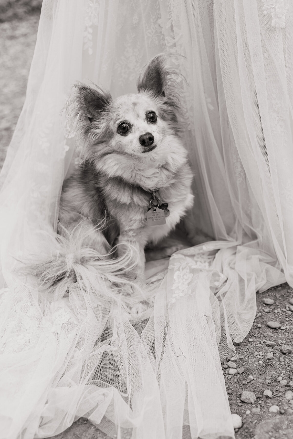 Brides dog poses on the wedding dress train