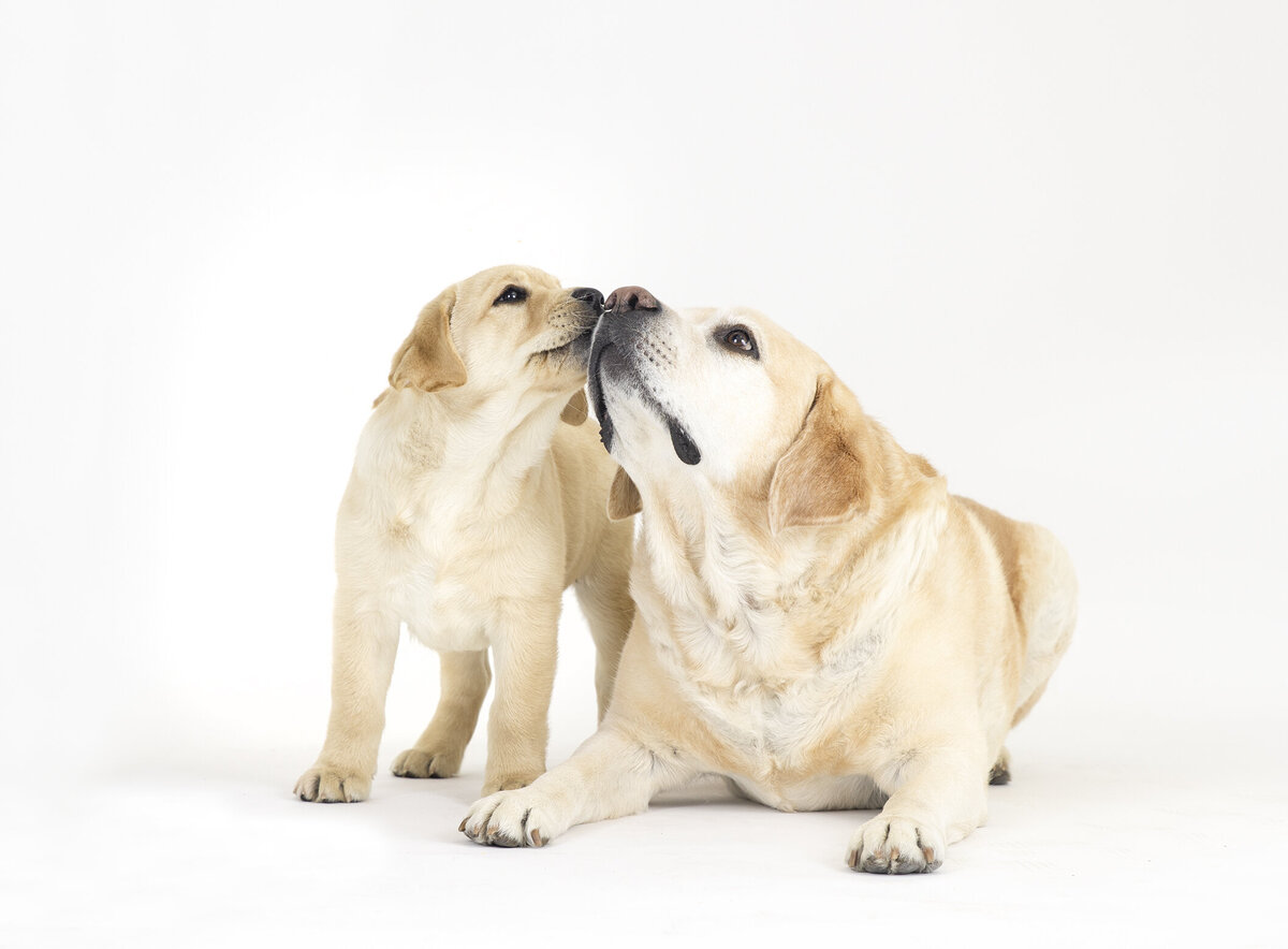 animal photo studio 4 copy