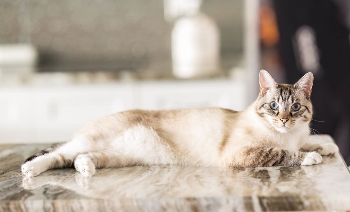 lilla-bordas-portraits-tampa-CAT-photographer1268