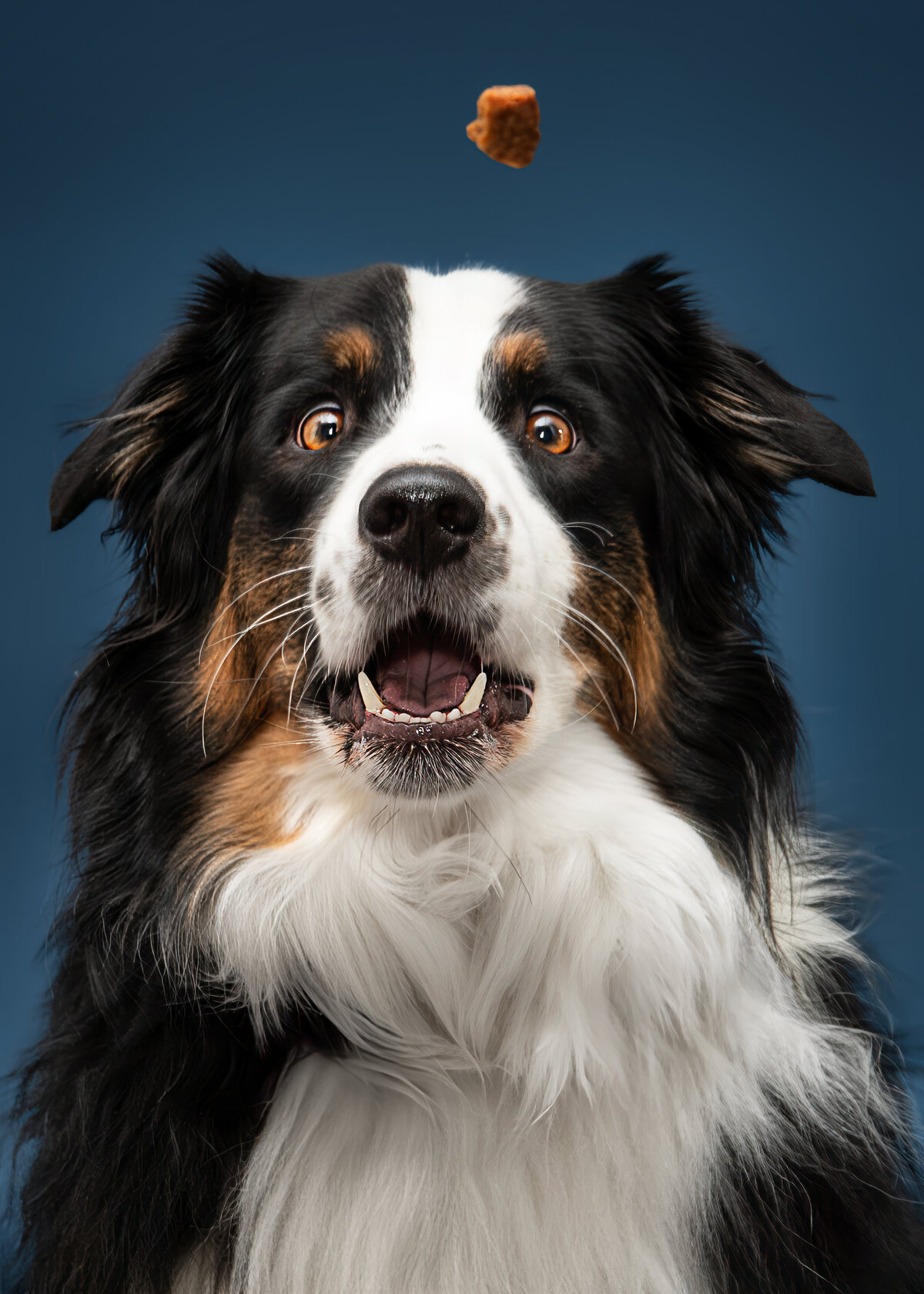 Pet-Portrait-Wallingford-CT-1