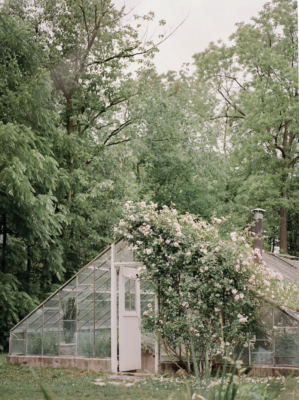 rosebush with pink roses grows on Glass House in Michigan, unique wedding venue Glass House Community