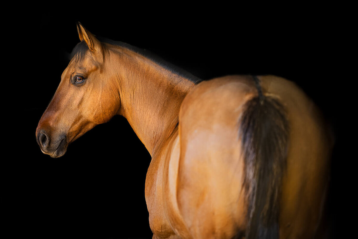 El-Paso-Texas-Black-Background-Horse-Photographer-001