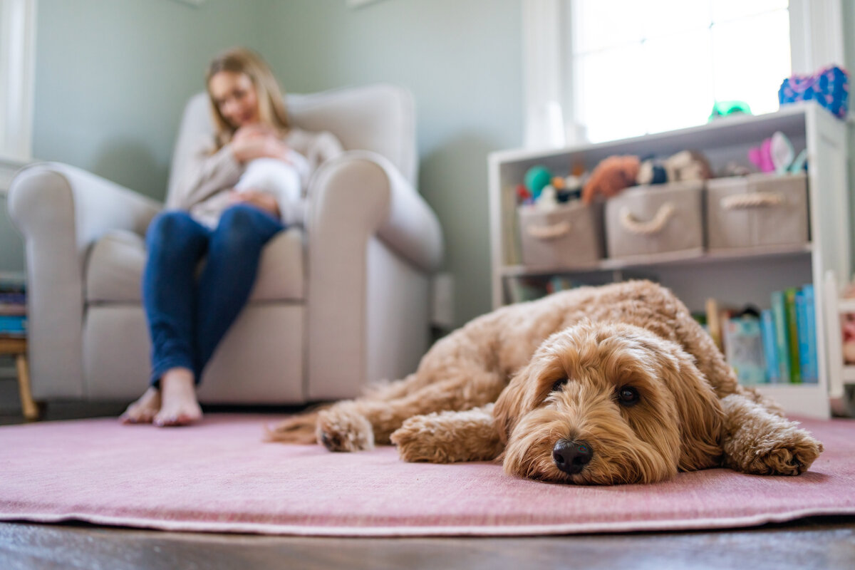 Dog laying on nursery floor