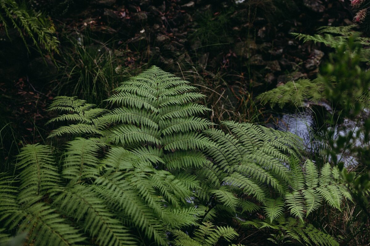 Crystal-Jack-Blue-Mountains-Elopement-28