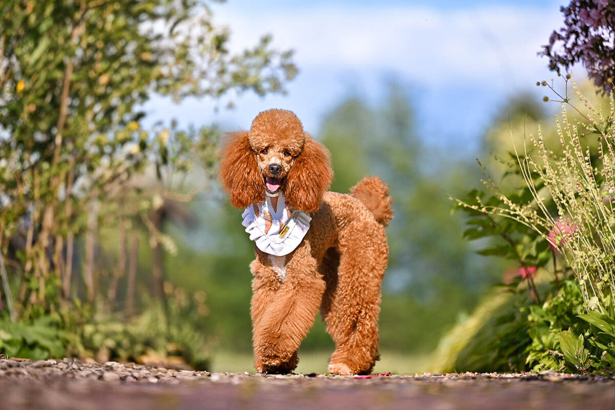 Heavenly Puppies to Love Cavapoo, Cockapoo, and Maltipoo Puppies Photo Jun 02 2025, 6 06 30 PM30