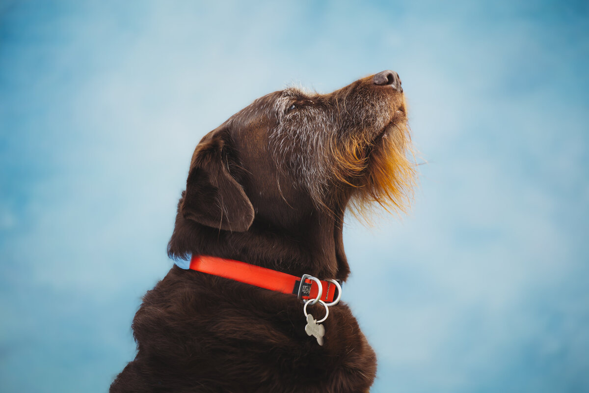 Canopy's Dog Portraits9