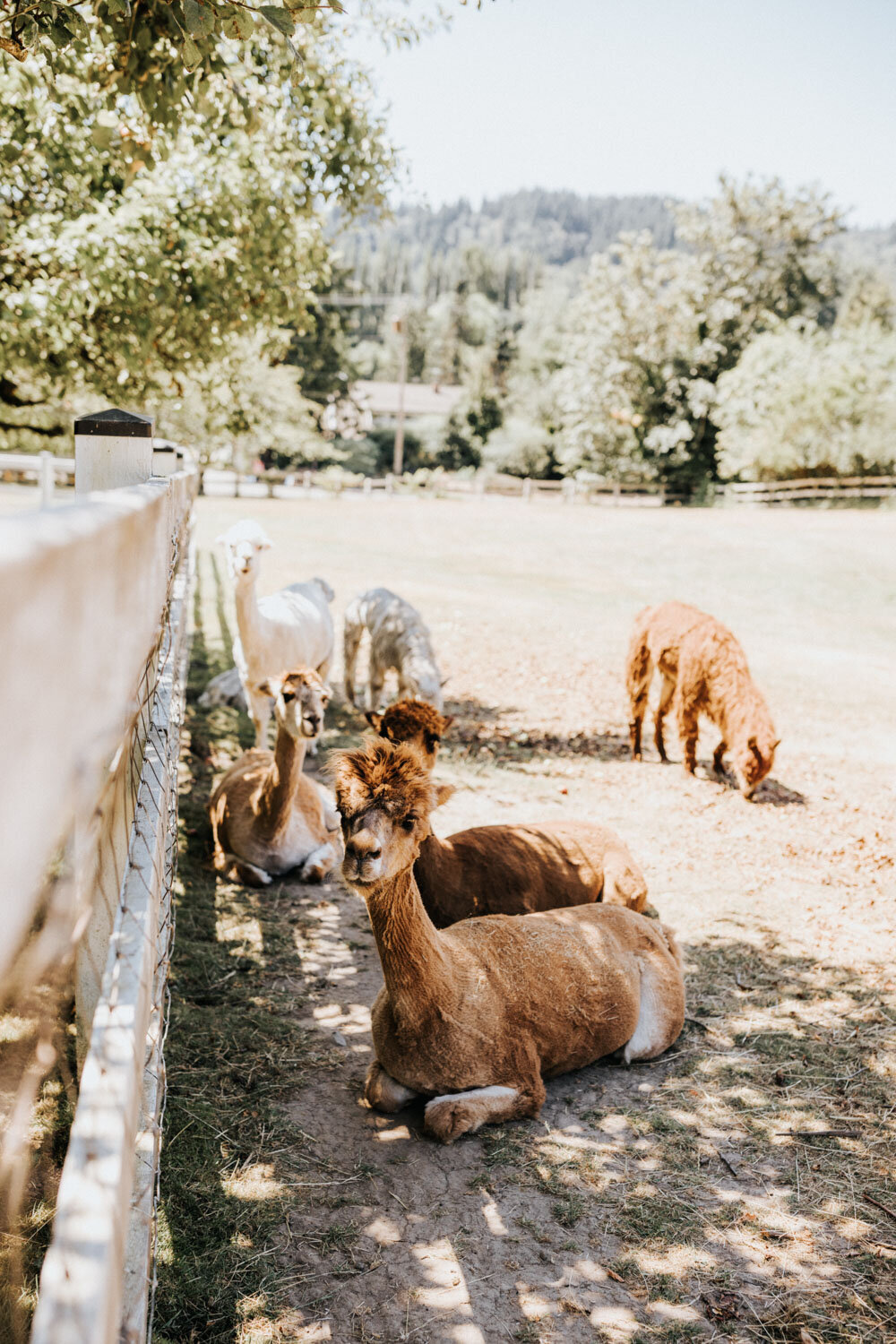 Alpacas resting on the grass near a wooden fence