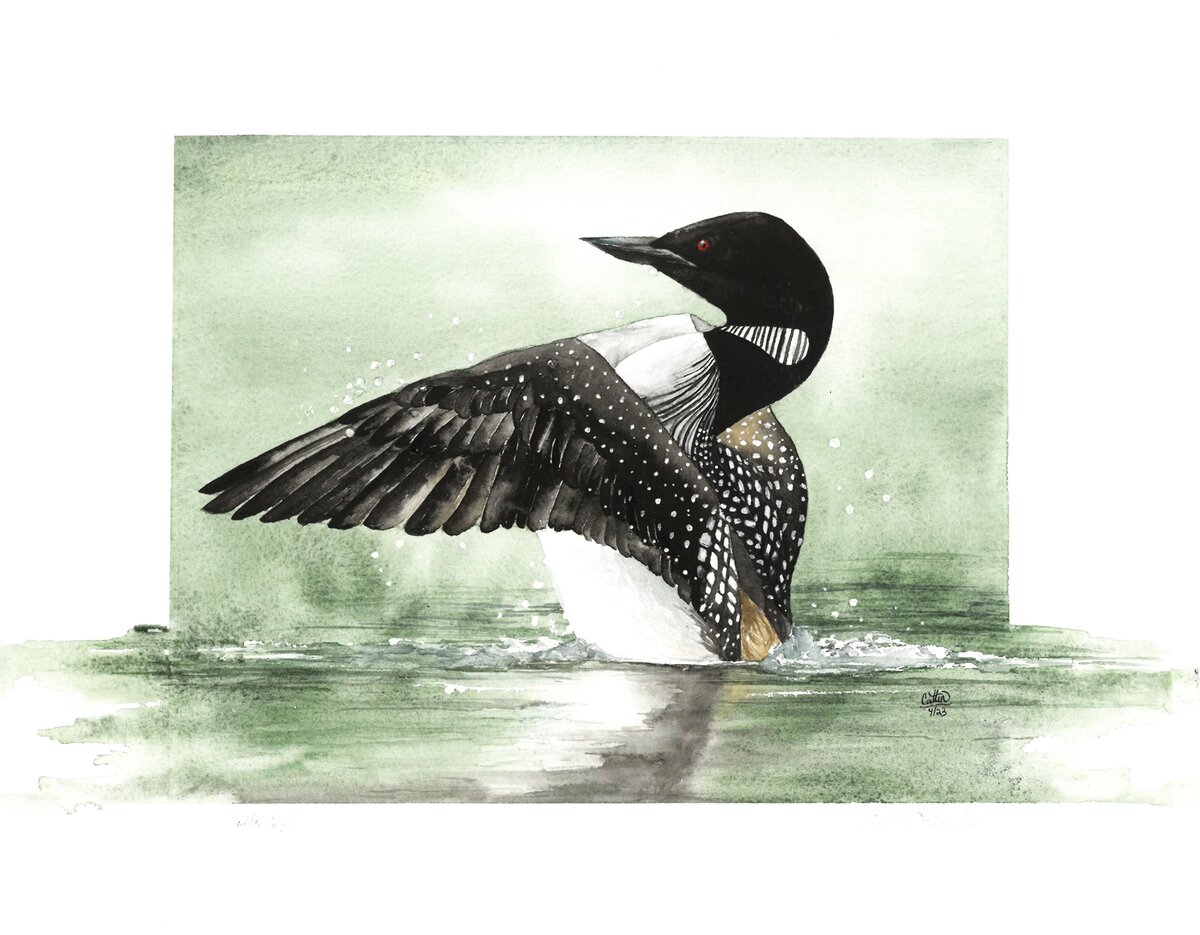 loon 1 jpg