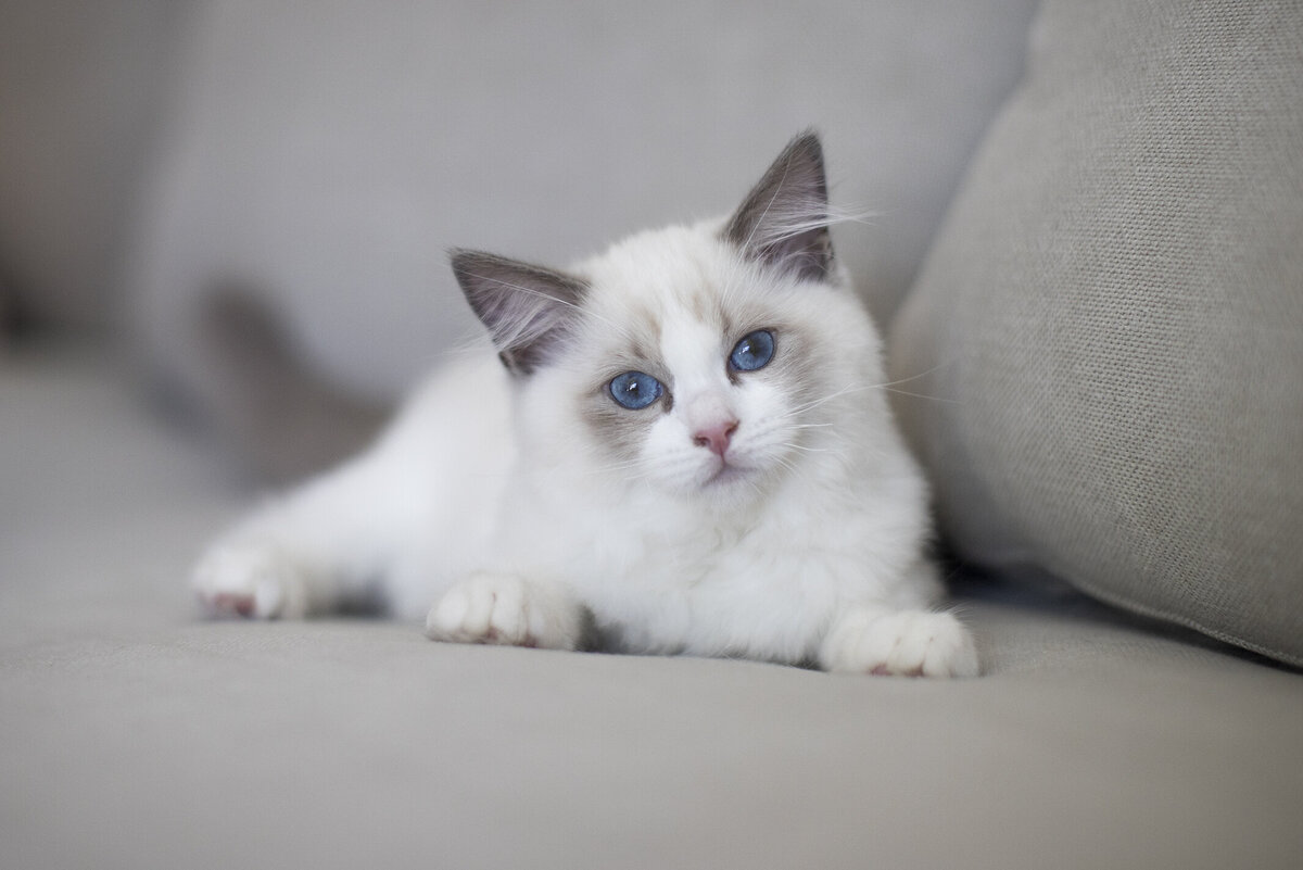pro animal photography 1 copy