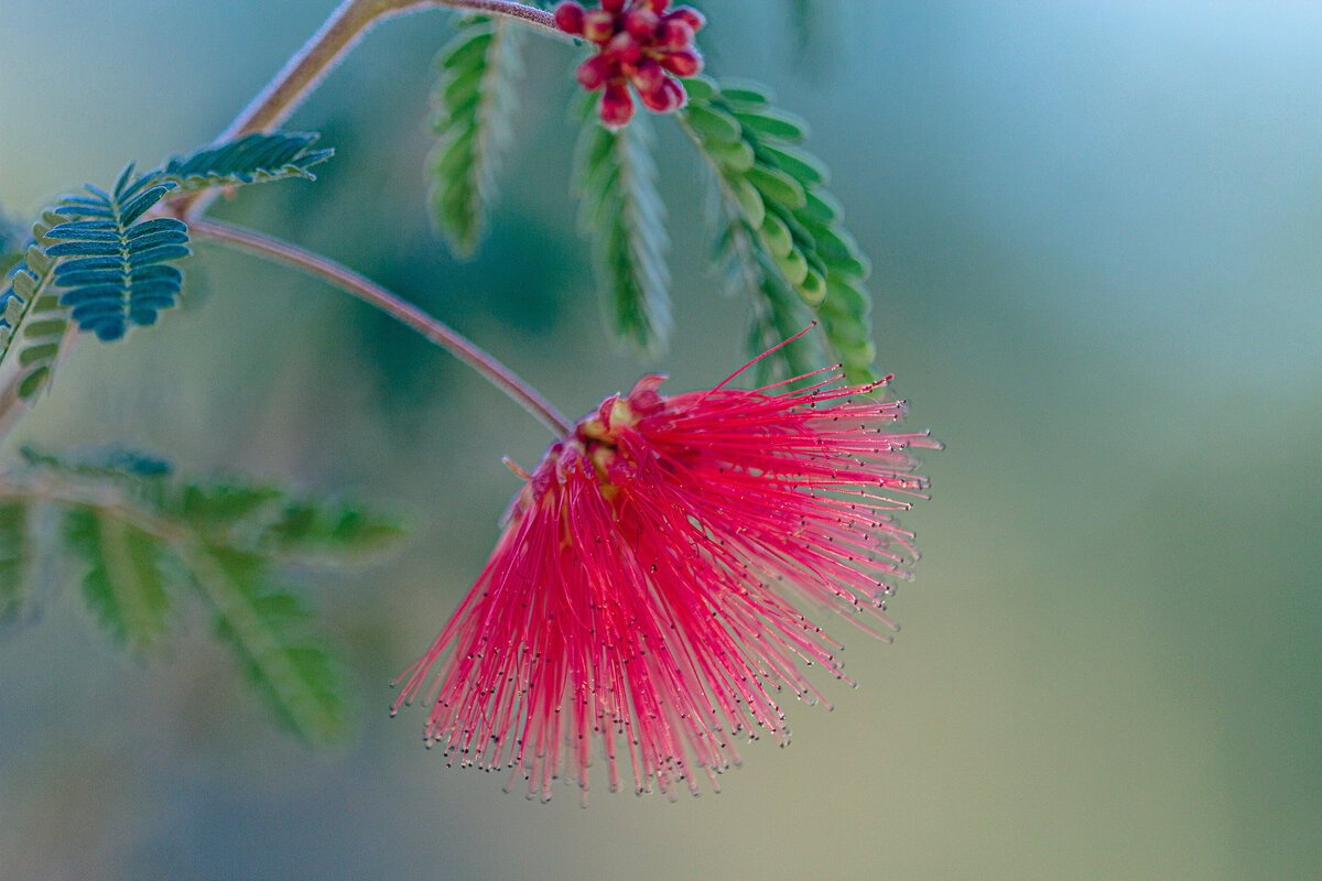 fairy_duster_3771_2
