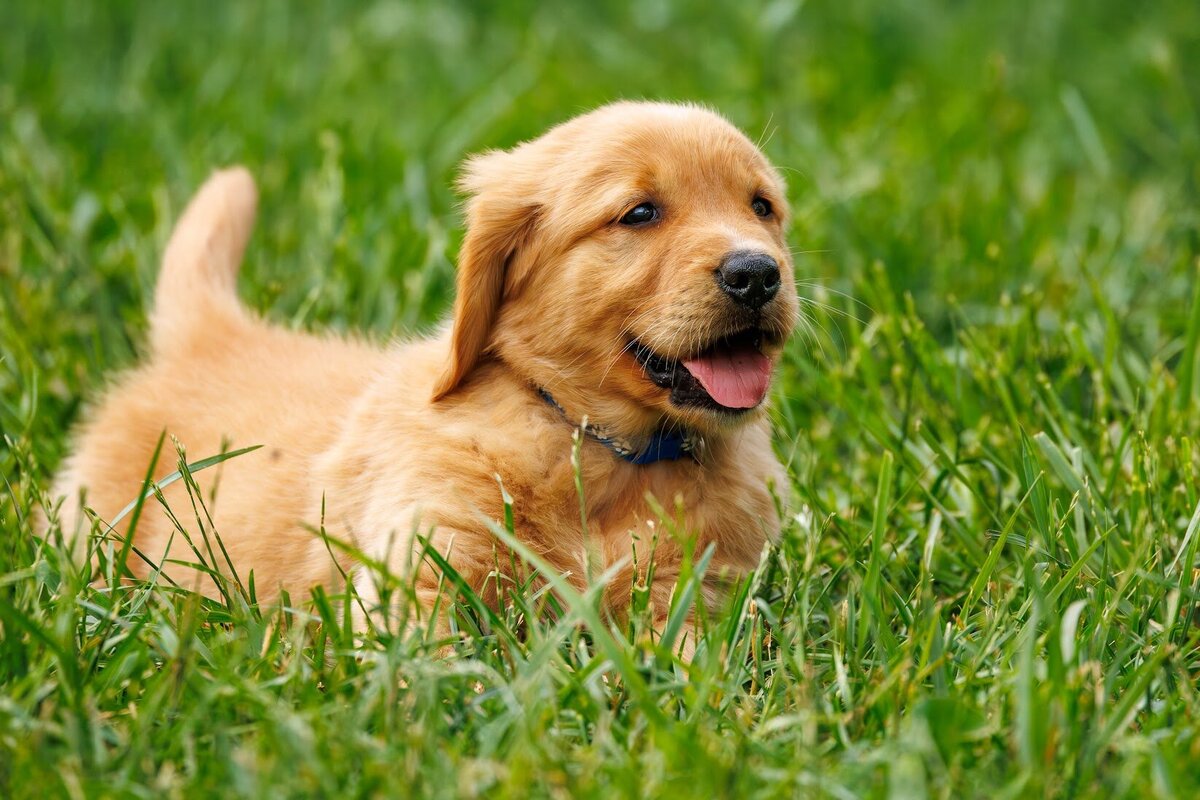Appelgate-Golden-Retriever-Puppies-6