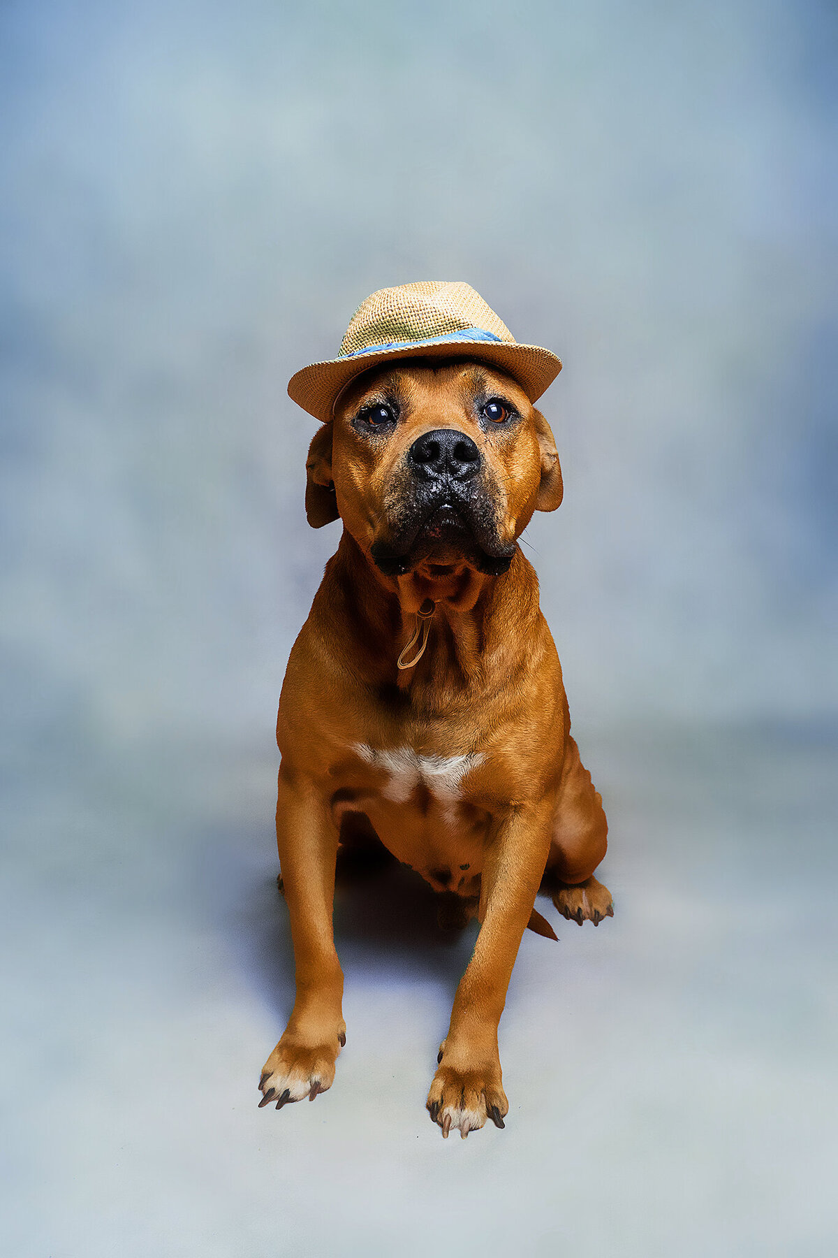New Orleans Pet Photographer 80