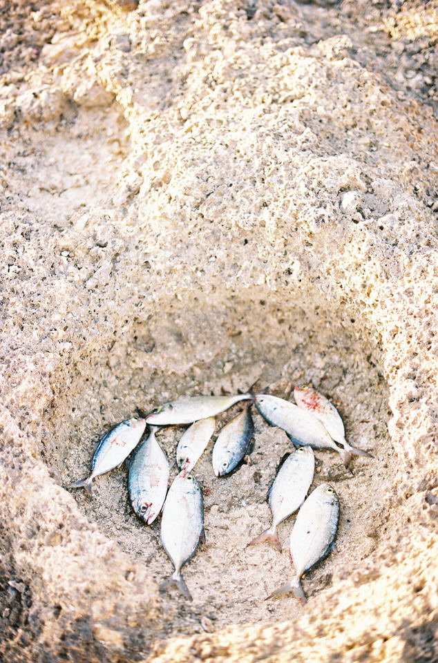fish bait in anguilla