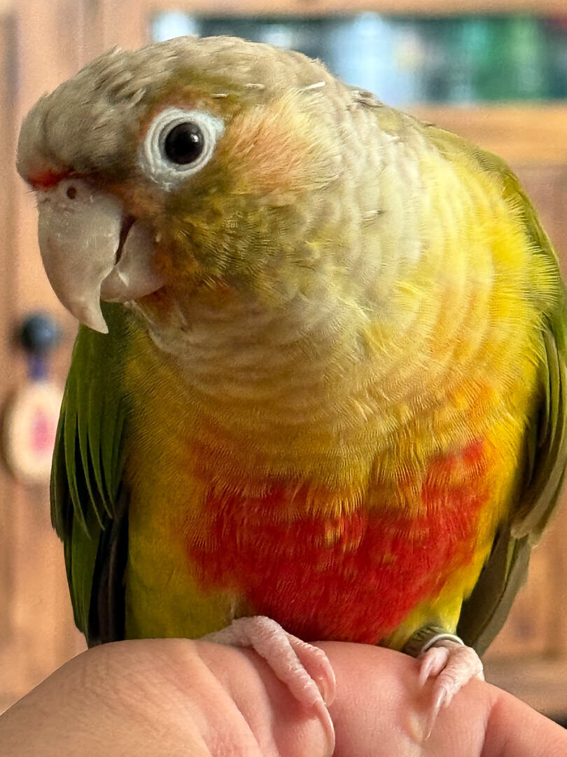 Colorful conure parrot close up on Alex Kaplan wedding photographer about page New Milford NJ