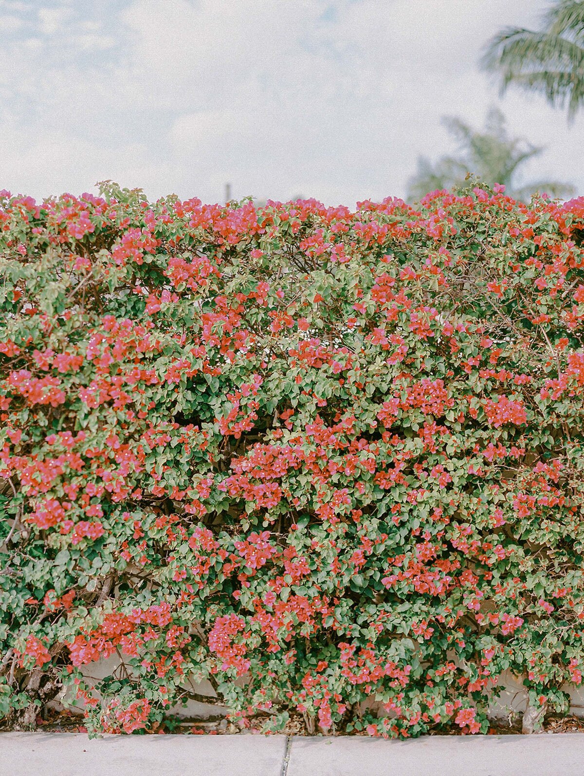 19PalmBeach_Edited24Ashton_Evan_PalmBeachWedding18-958Ashton_Evan_Wedding29FilmSelects_Ashton_Evan170235RLwo011501-R15-130-2