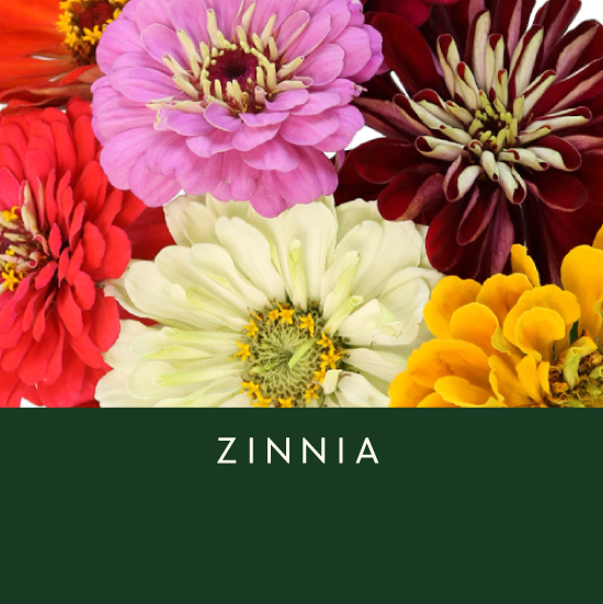 Zinnia