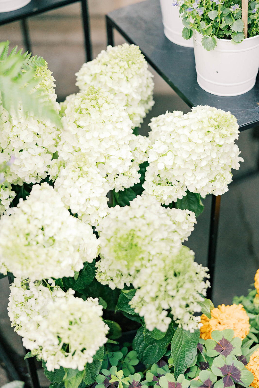 PARIS ELOPEMENT PHOTOGRAPHER-0576