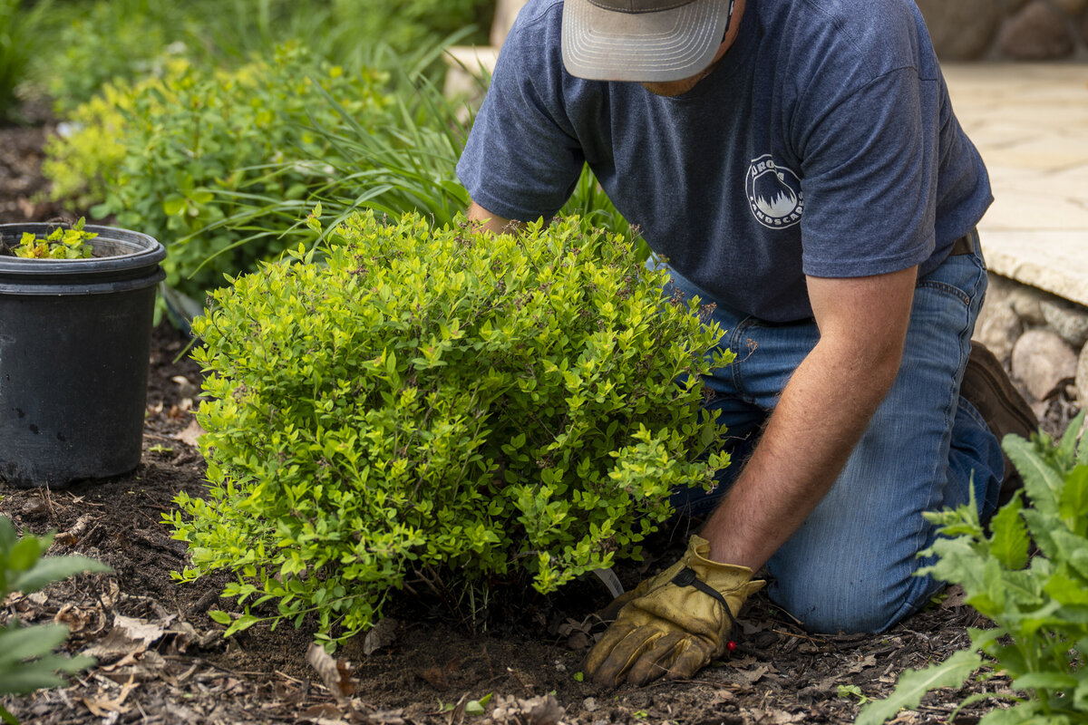 Shrub and perennial planting in garden bed