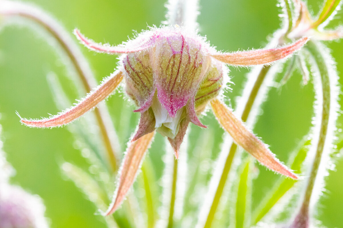 Pink prairie smoke Montana wildflower, Crazy Canyon, Missoula, MT