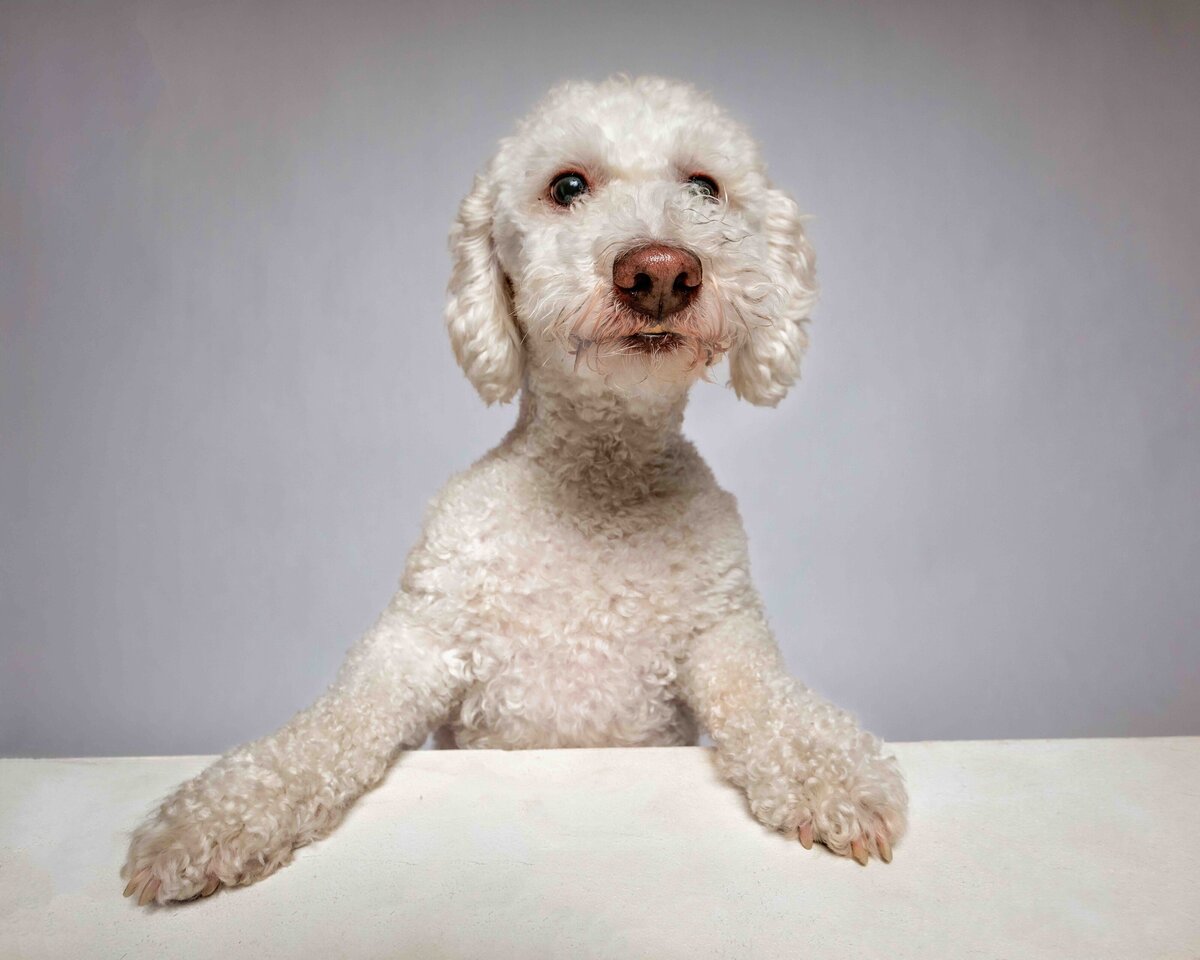 issaquah-dog-photogrpaher