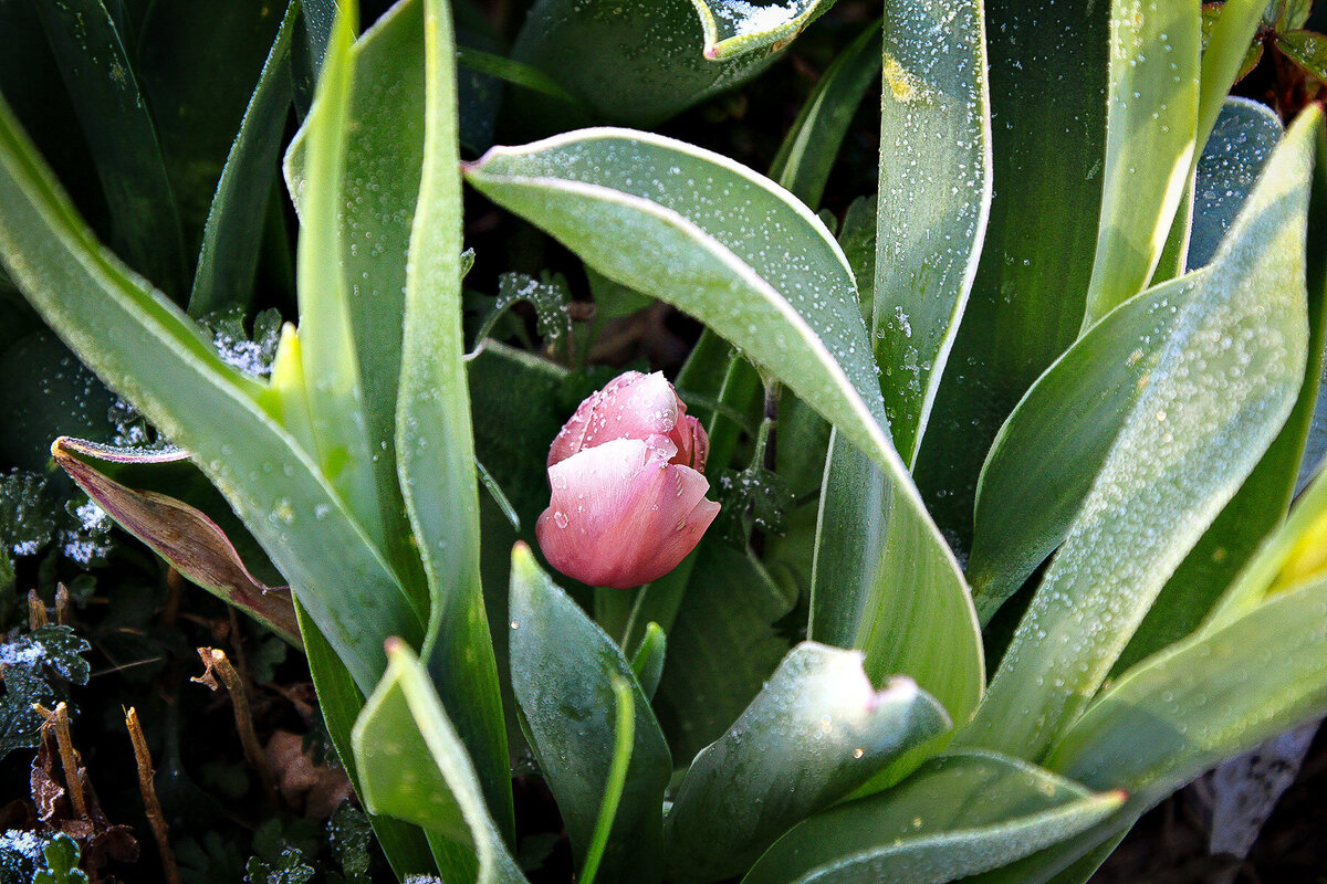 Tulip coming thru snow 1 v2-2