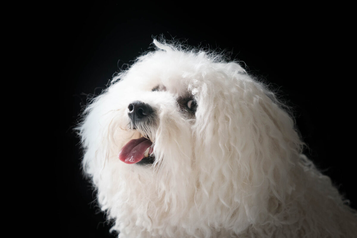 Pet Photographer Grand Junction -  007