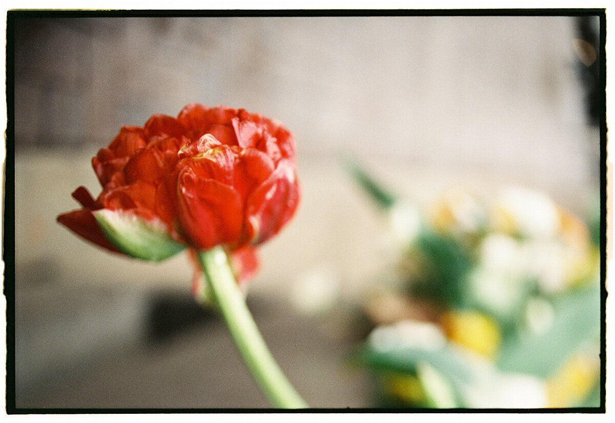 Amber_Watson_Film_Florals (10)