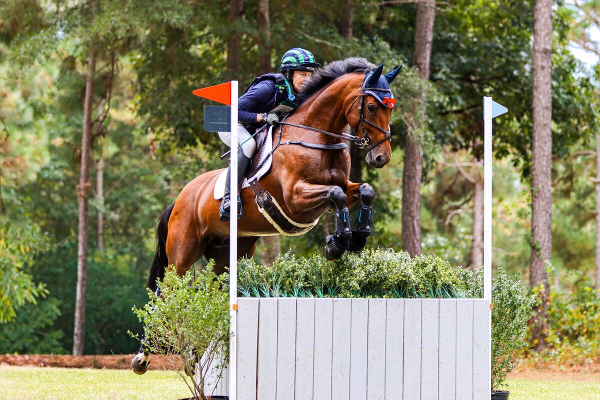 A bay horse jumping a grey cross country jump with brush during an event at the Carolina Horse Park in Raeford, North Carolina.