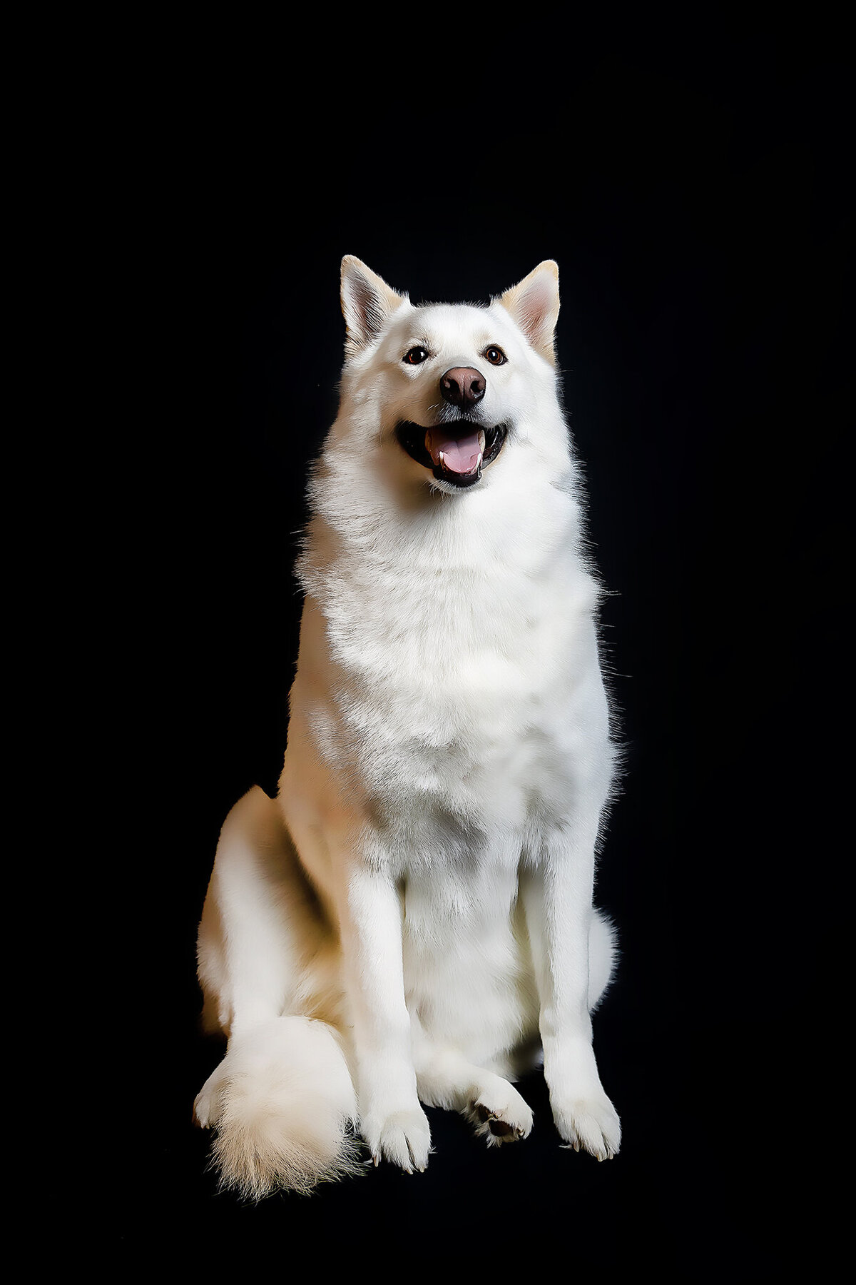 New Orleans Pet Photographer 63