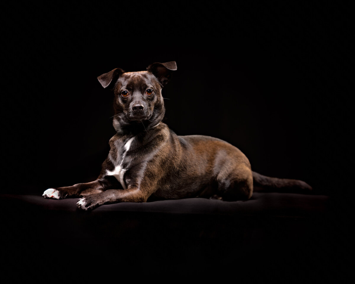 seattle-dog-photographer
