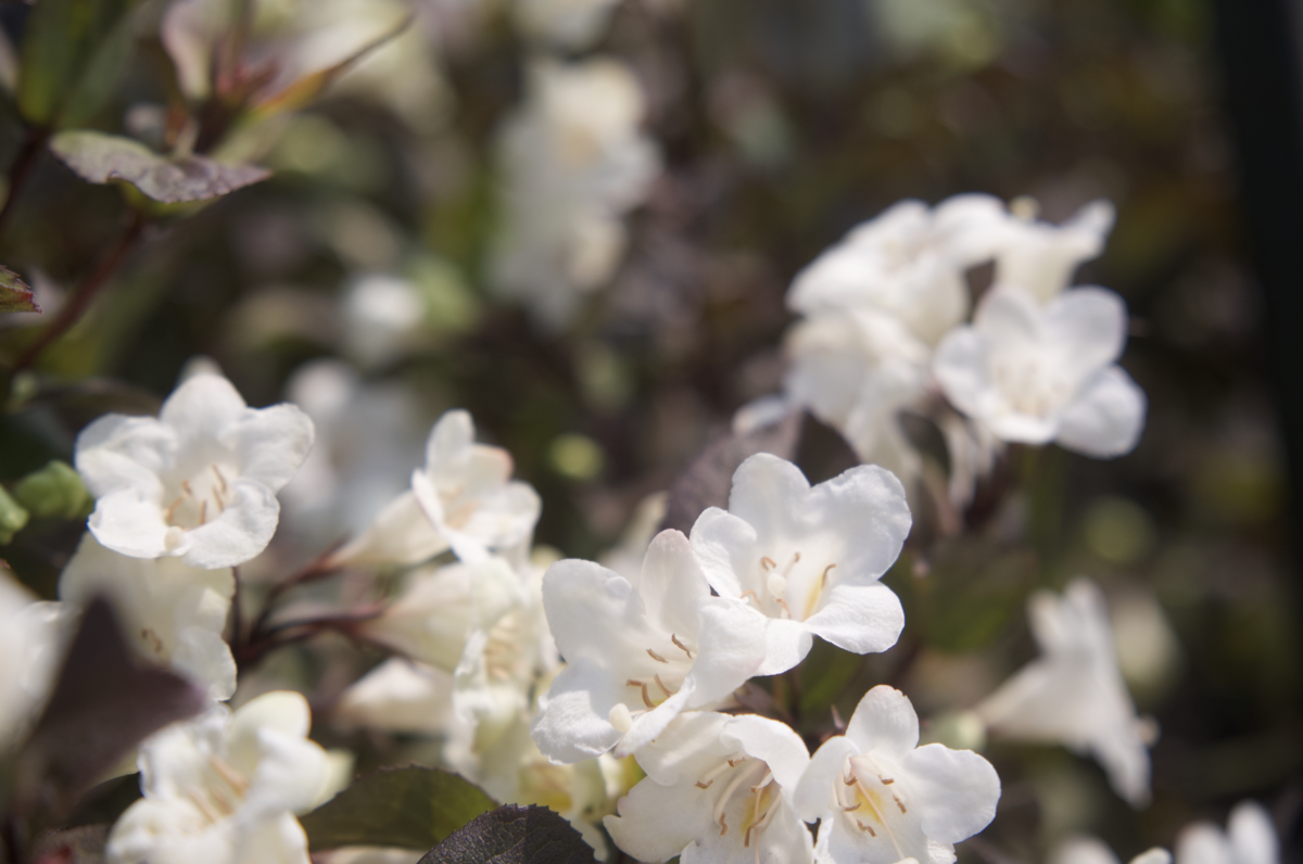 Screenshot 2025-07-21 at 10.54.15 AM