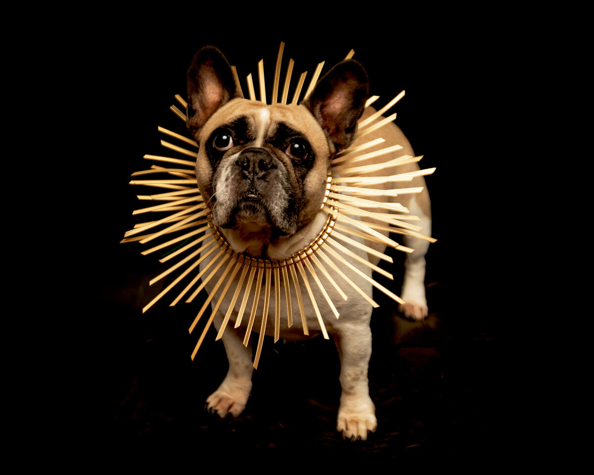 issaquah-dog-photogrpaher-6