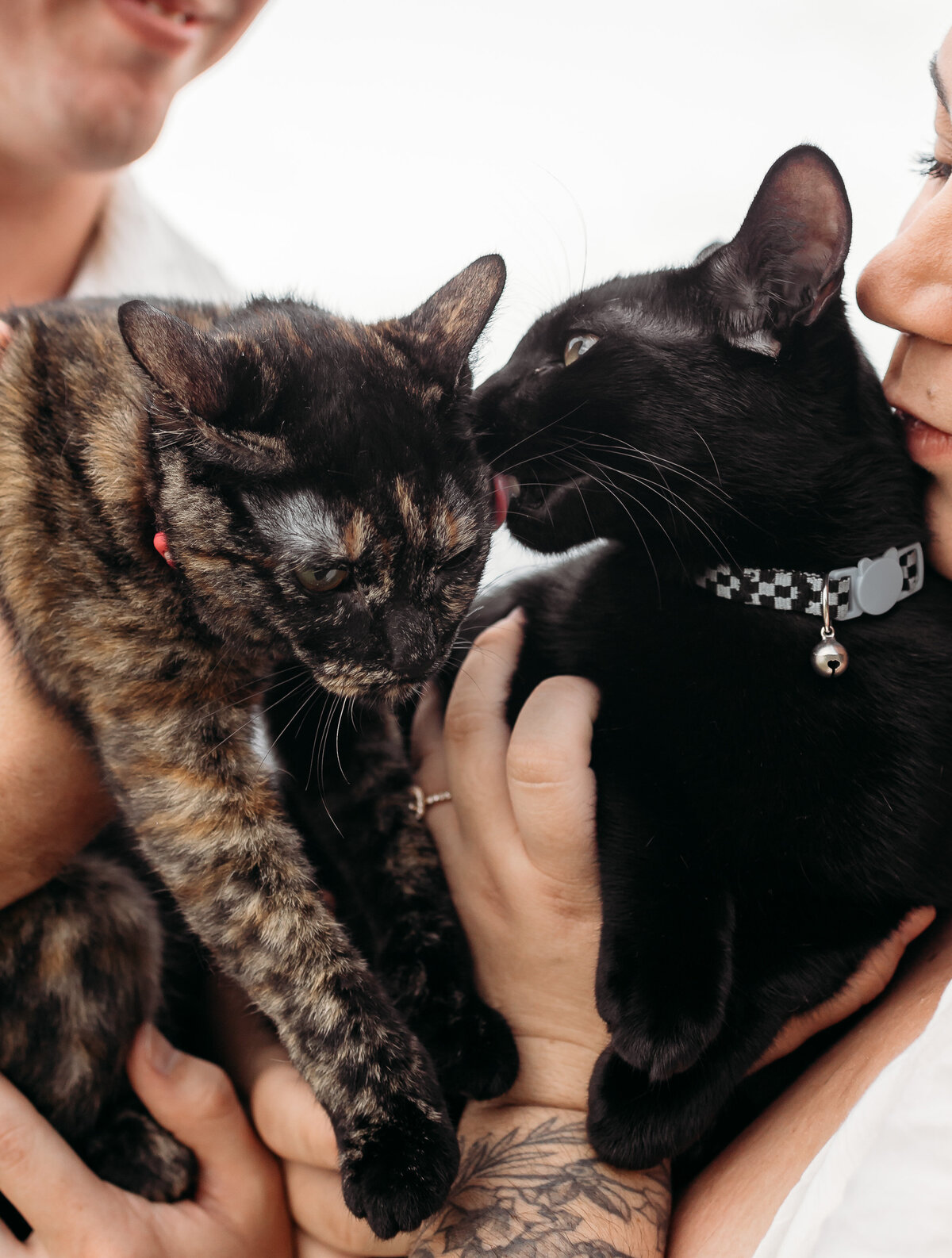kualoa-beach-park-couples-photoshoot-with-cats-49