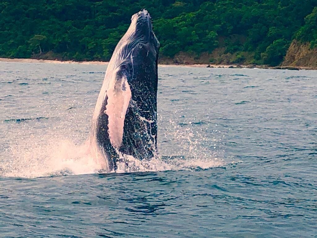 whale1